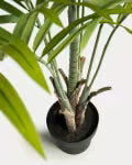 Palmera