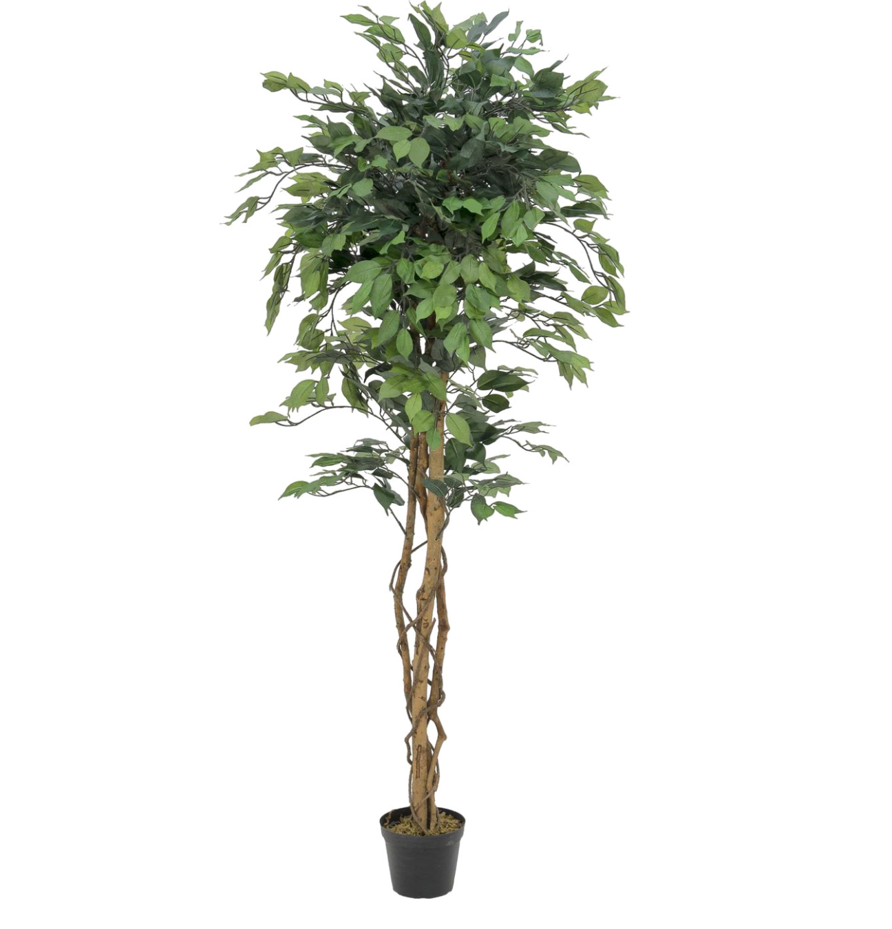 Ficus Tree
