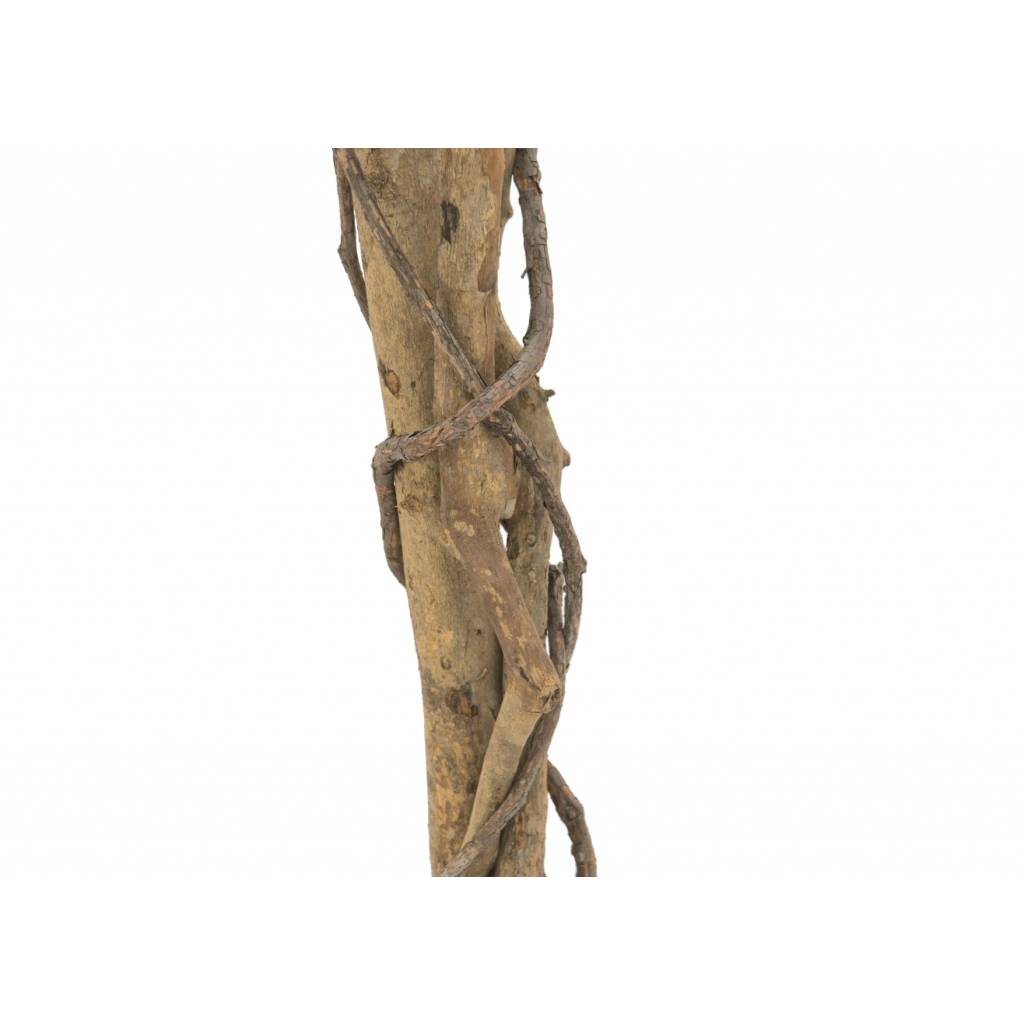 Ficus Tree
