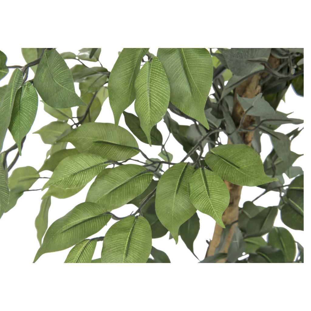 Ficus Tree