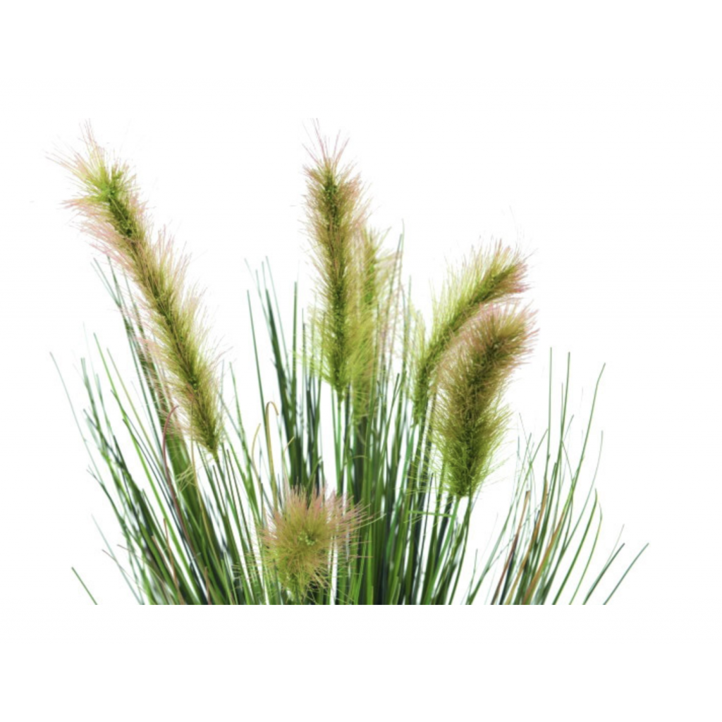 Moor-grass in pot