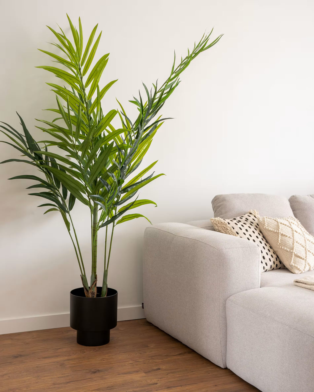 Palmera