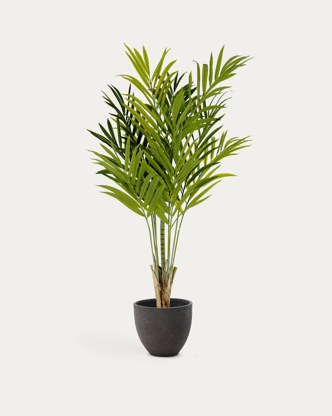 Palmera