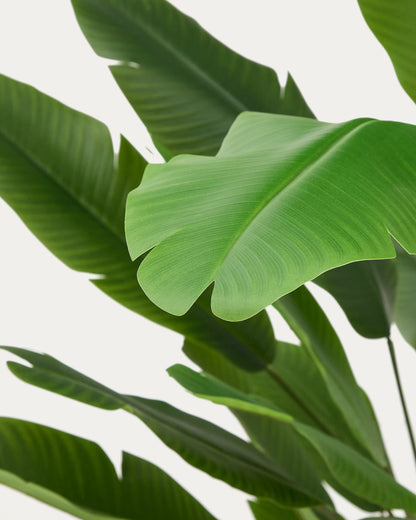 Banano