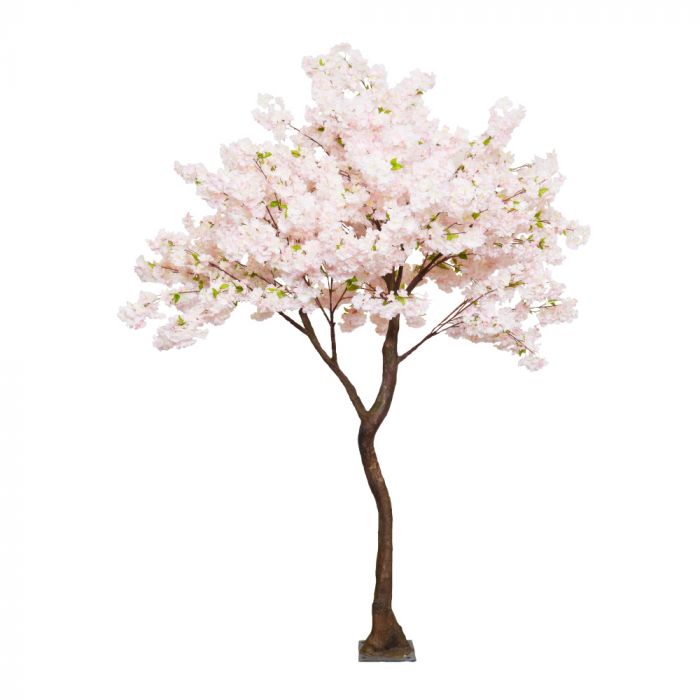 Pink Cherry Tree