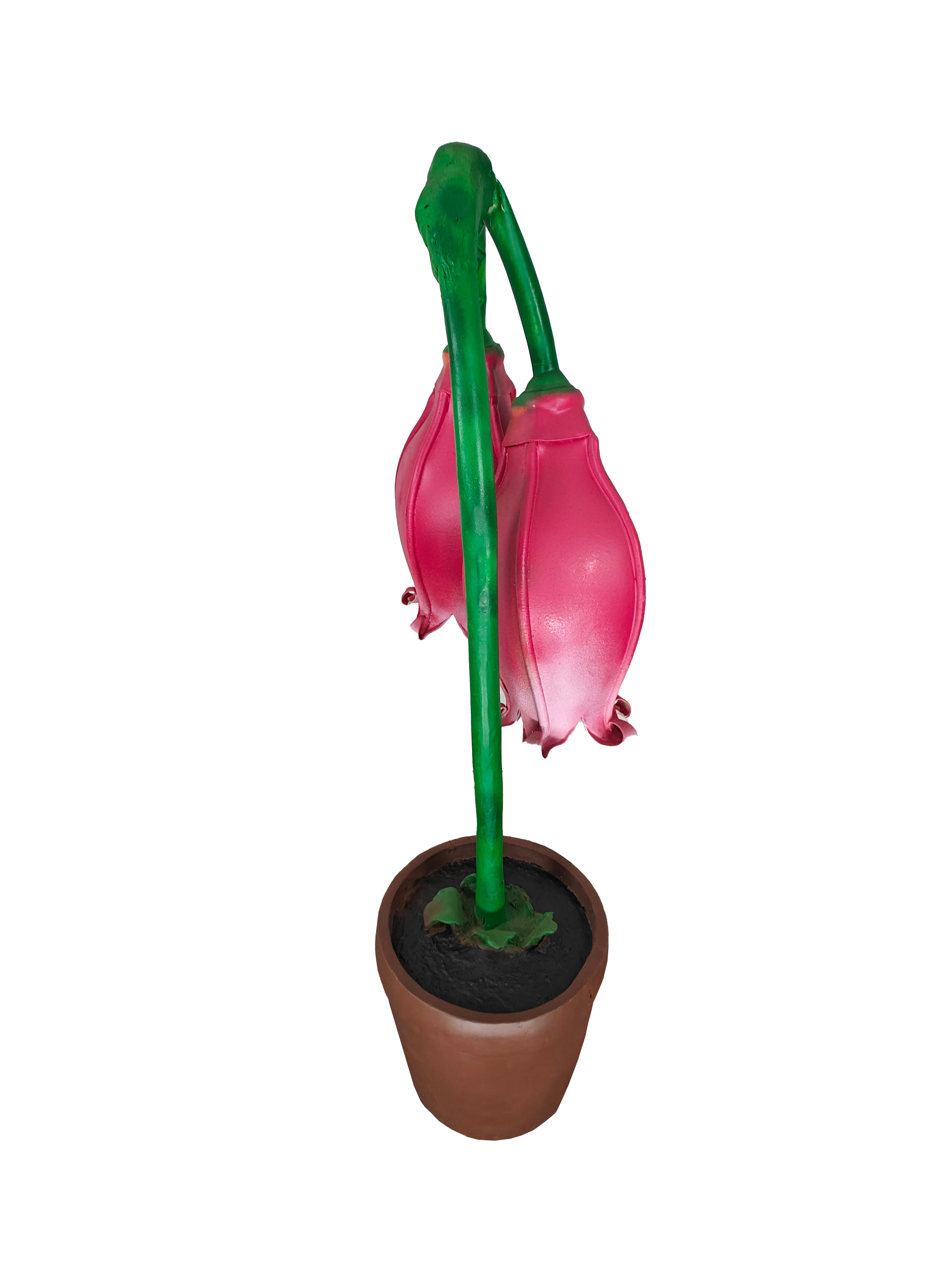 Giant Fushia