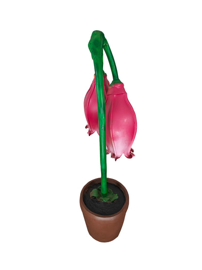 Giant Fushia