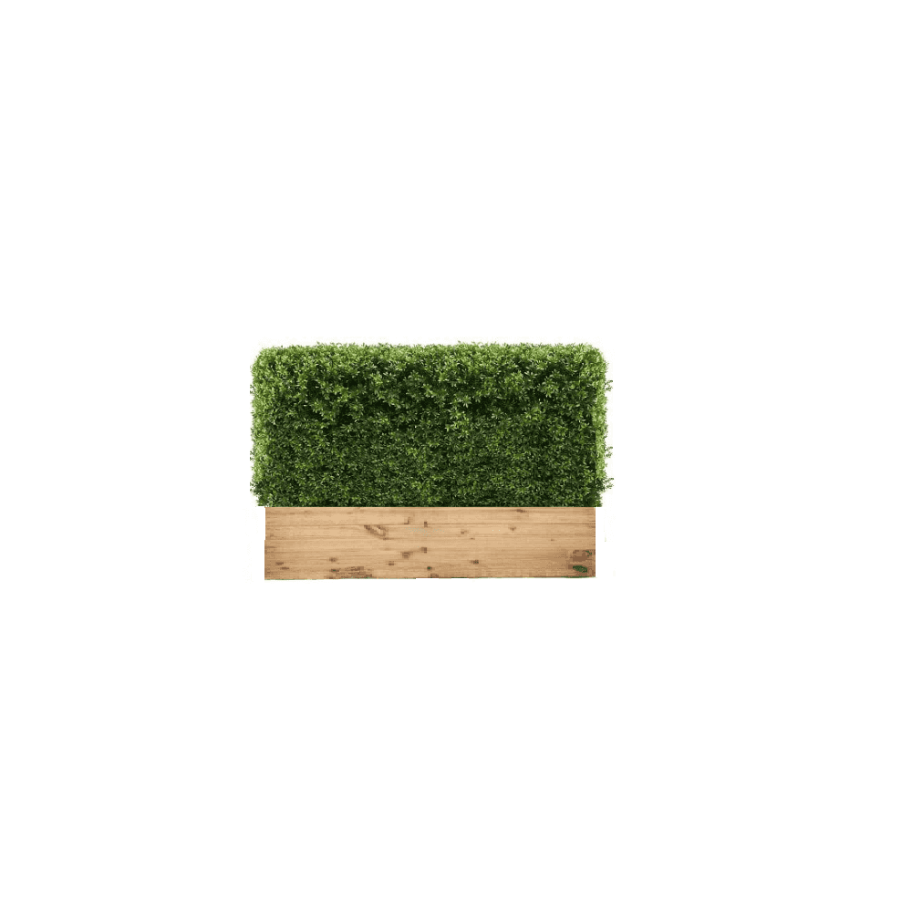 Box Hedge