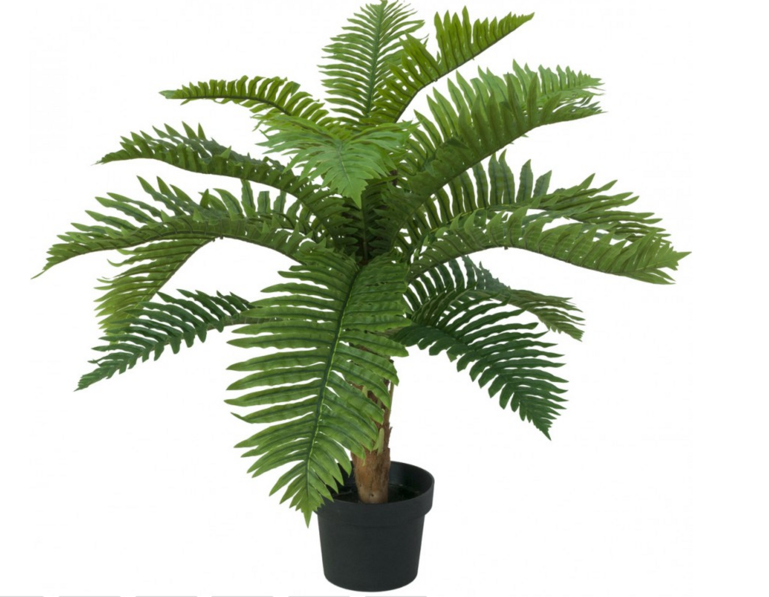 Cycas Palm Tree