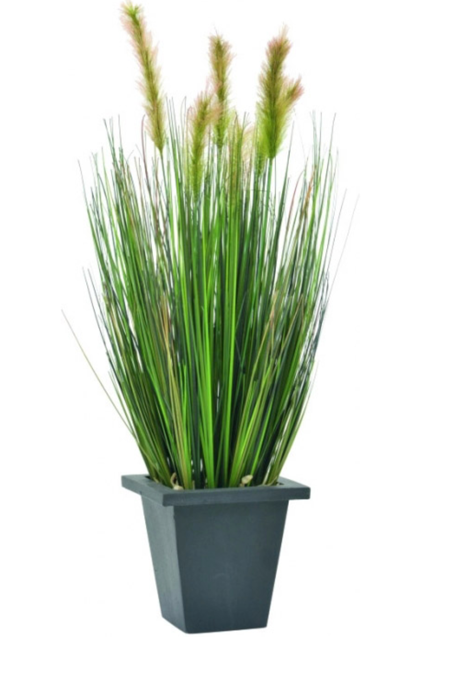 Moor-grass in pot