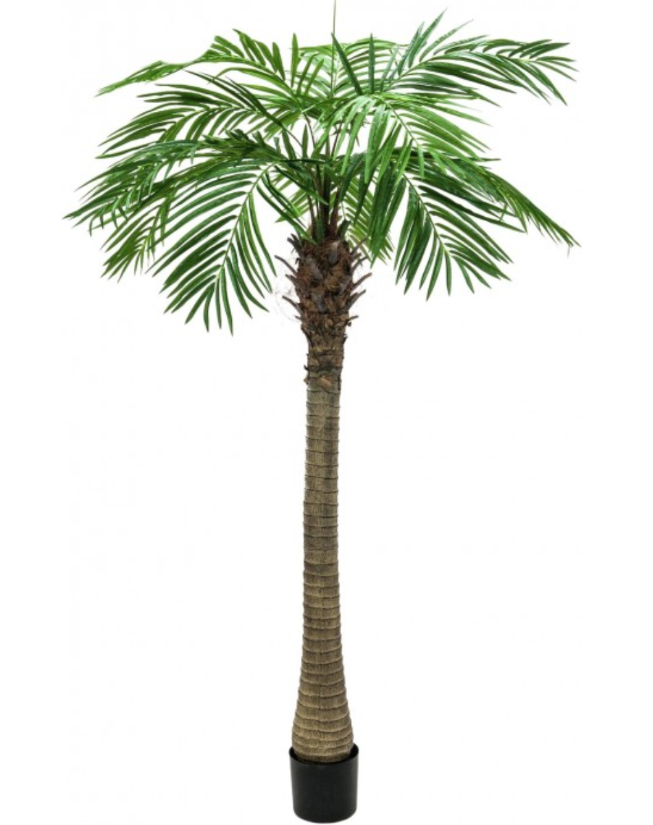 Phoenix Palm Tree